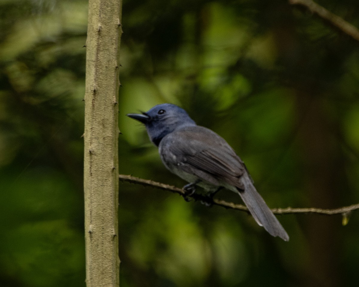 Black-naped Monarch - ML644025278