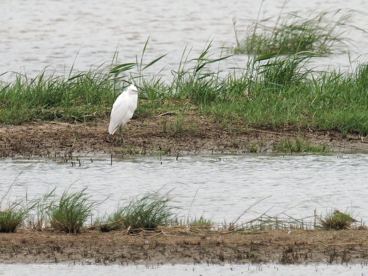 Chinese Egret - ML644025279