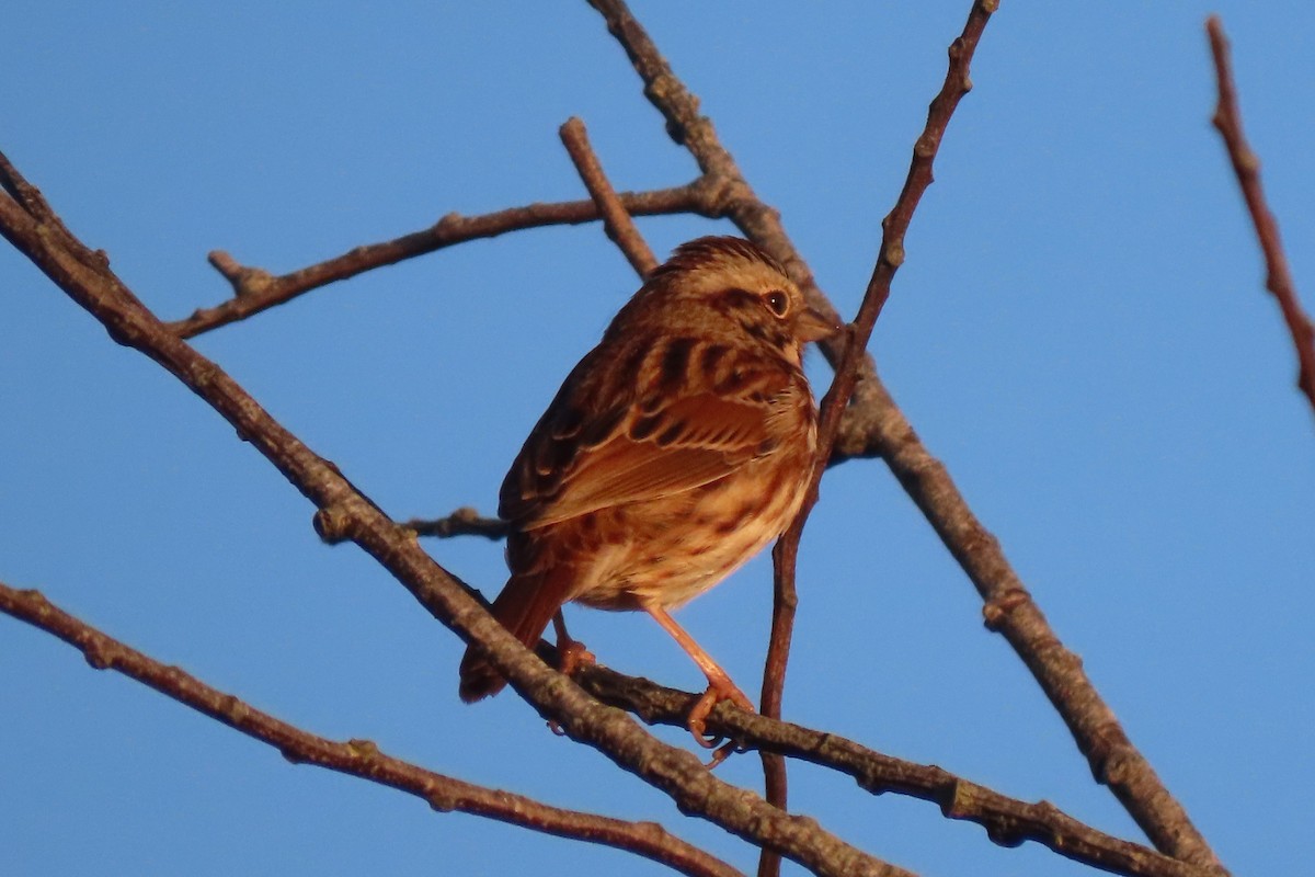 Song Sparrow - ML644025280