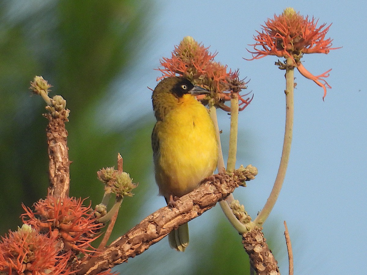 Tejedor Baglafecht - ML644025281