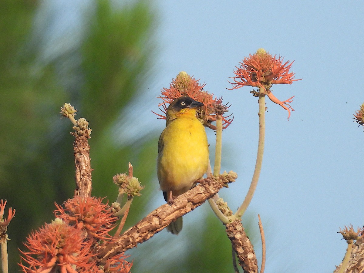 Tejedor Baglafecht - ML644025283