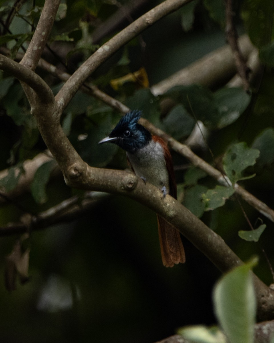 Indian Paradise-Flycatcher - ML644025286