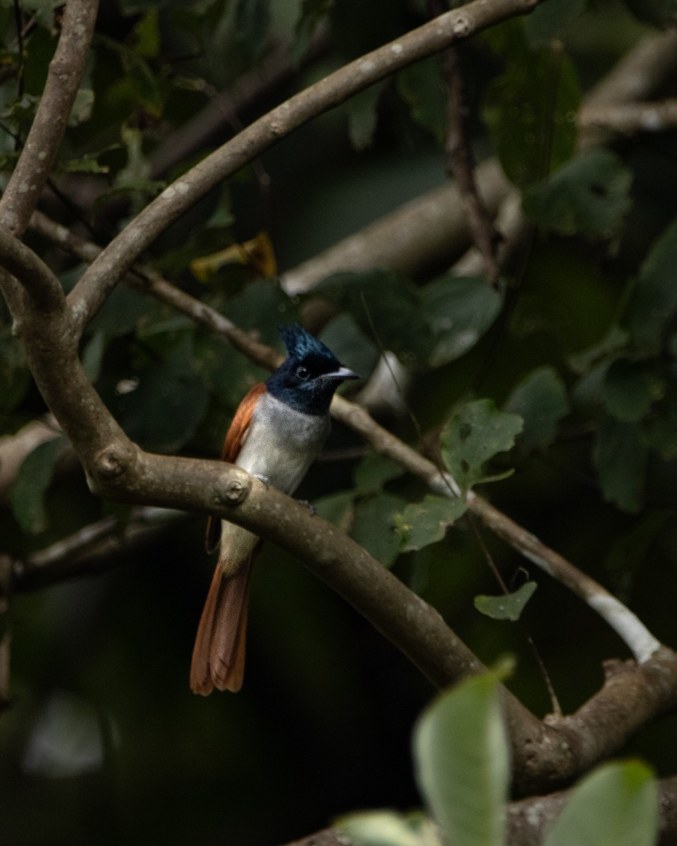 Indian Paradise-Flycatcher - ML644025287