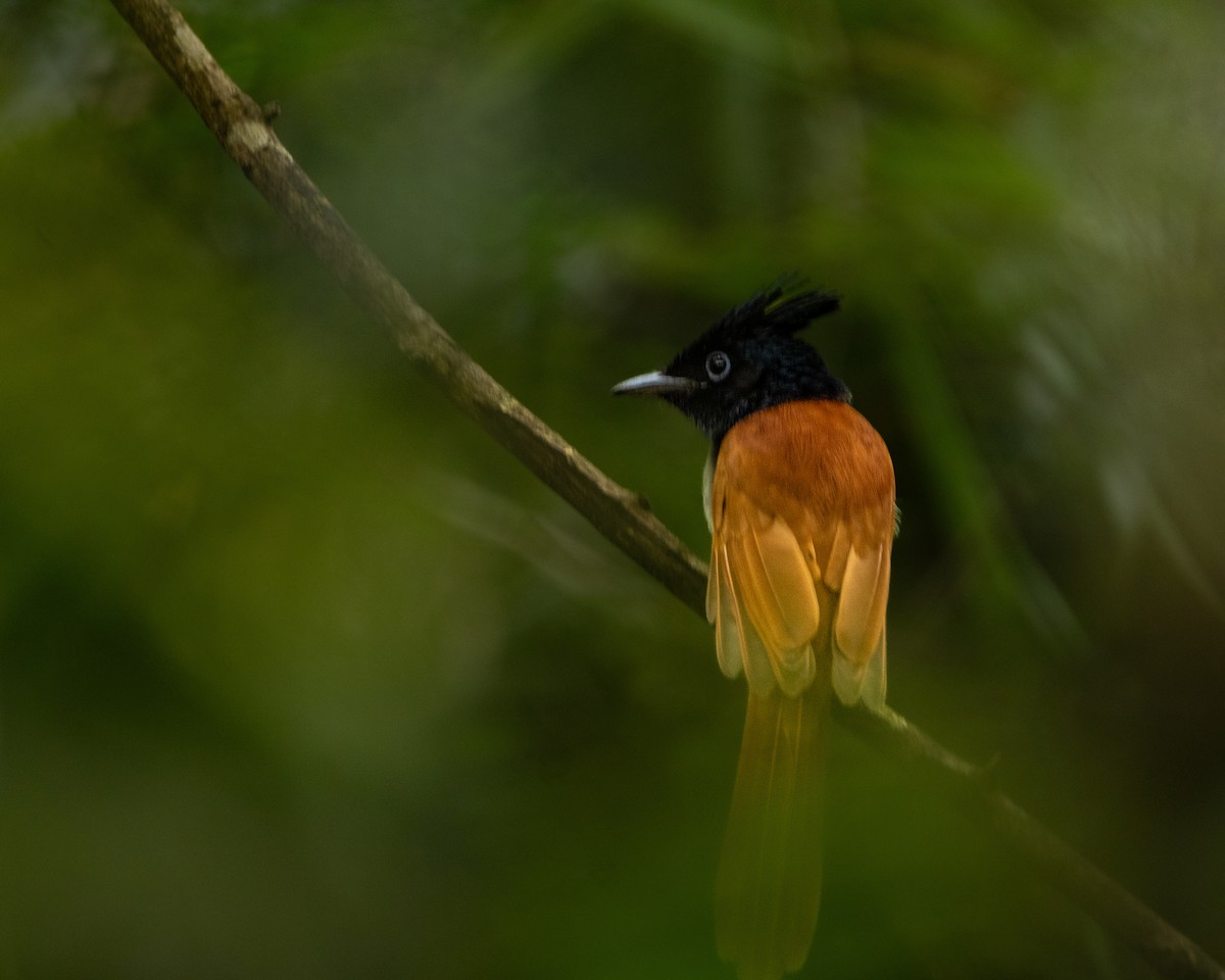 Indian Paradise-Flycatcher - ML644025288