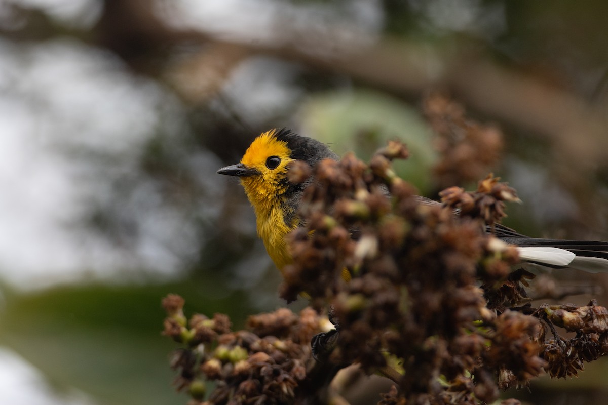 Golden-fronted Redstart (Golden-fronted) - ML644025292