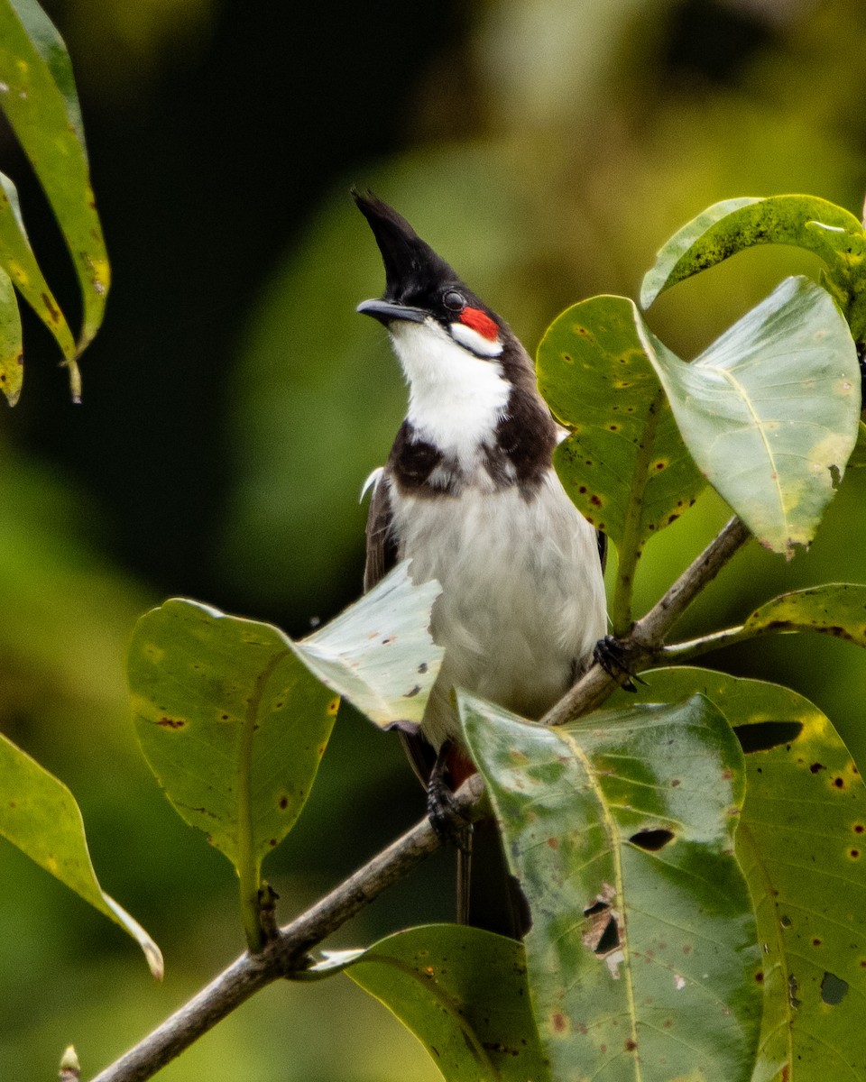Red-whiskered Bulbul - ML644025295