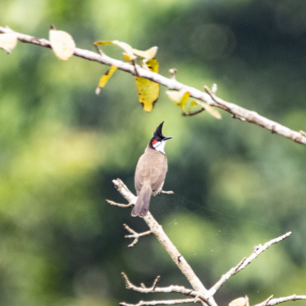 Red-whiskered Bulbul - ML644025296