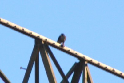 Peregrine Falcon - ML644025298