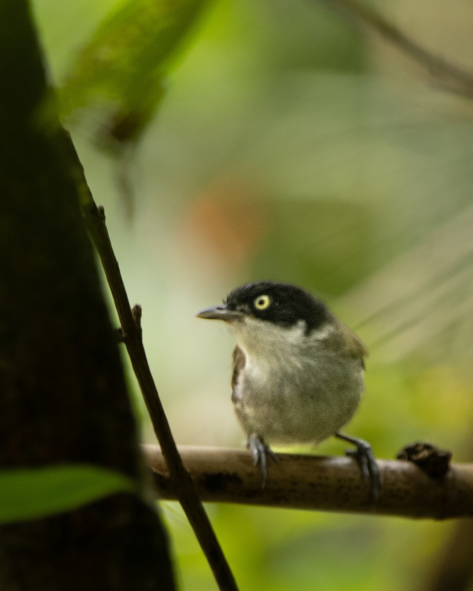 Dark-fronted Babbler - ML644025304