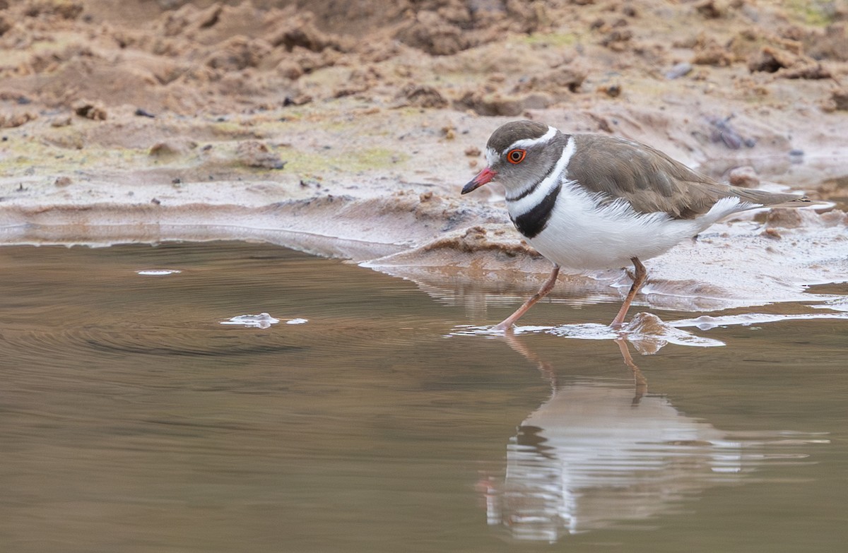 Three-banded Plover - ML644025313