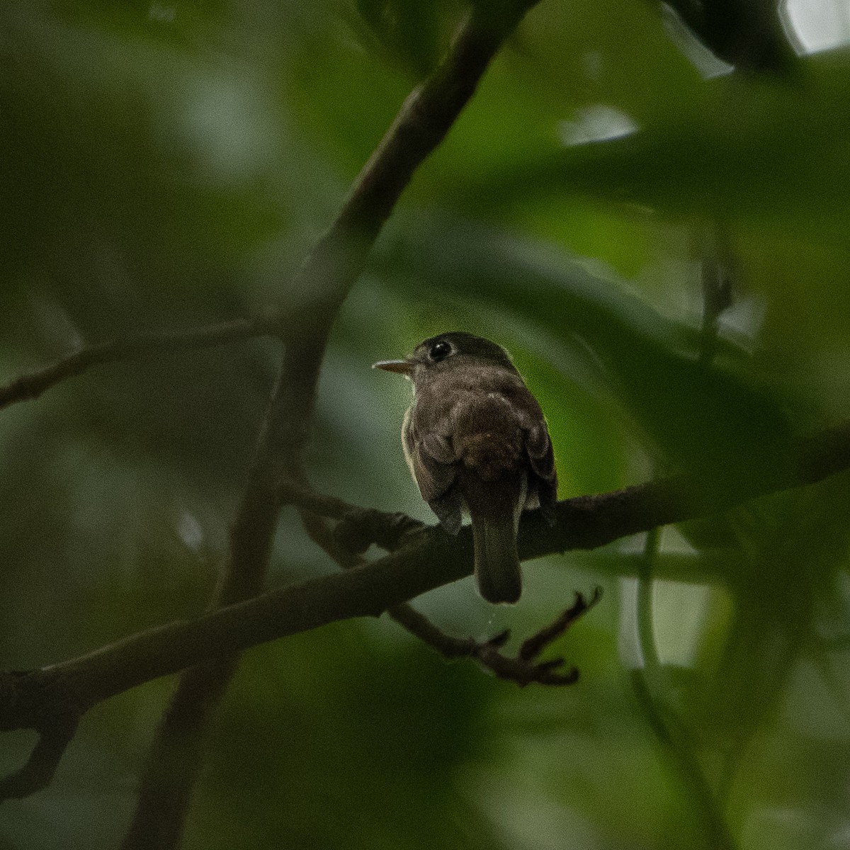 Brown-breasted Flycatcher - ML644025314