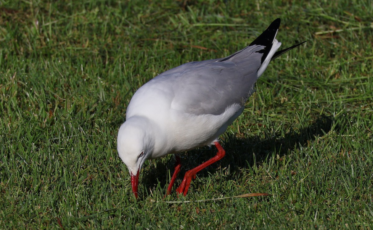 Silver Gull (Silver) - ML644025321