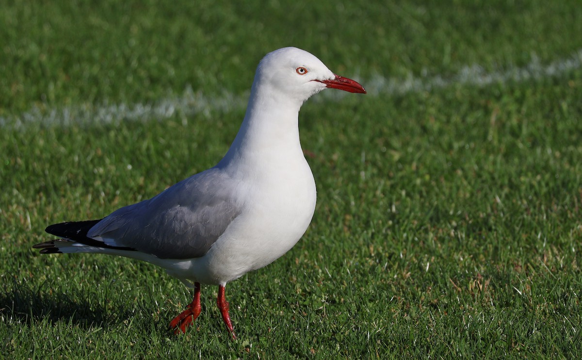 Silver Gull (Silver) - ML644025322