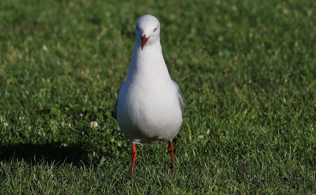 Silver Gull (Silver) - ML644025323