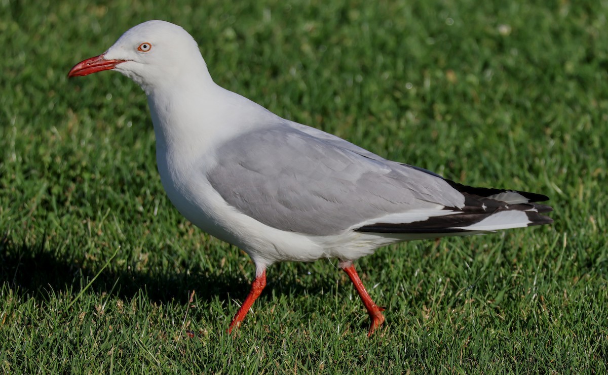 Silver Gull (Silver) - ML644025324