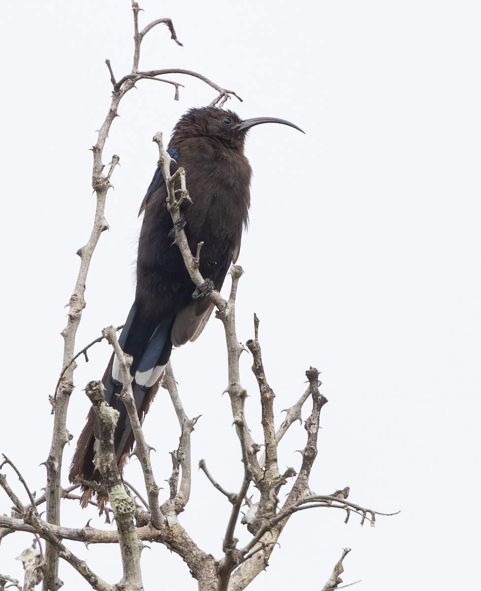 Common Scimitarbill - ML644025333