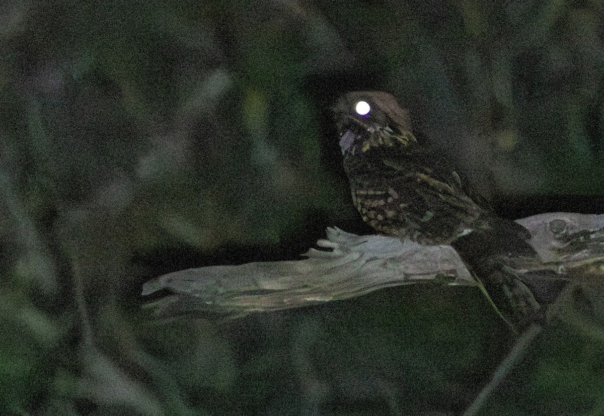 Fiery-necked Nightjar - ML644025348