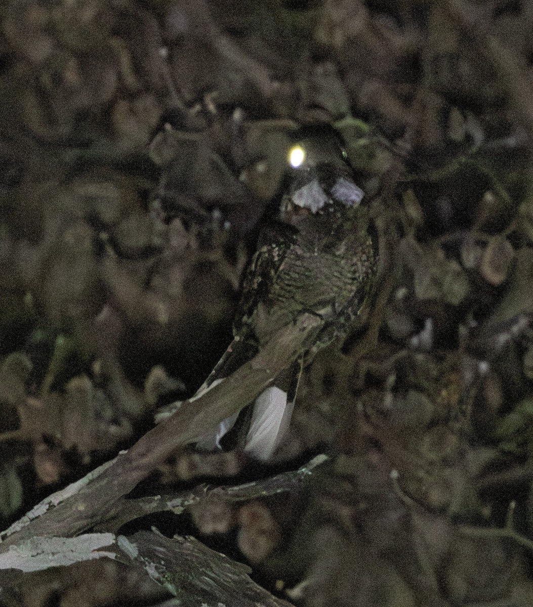 Fiery-necked Nightjar - ML644025354