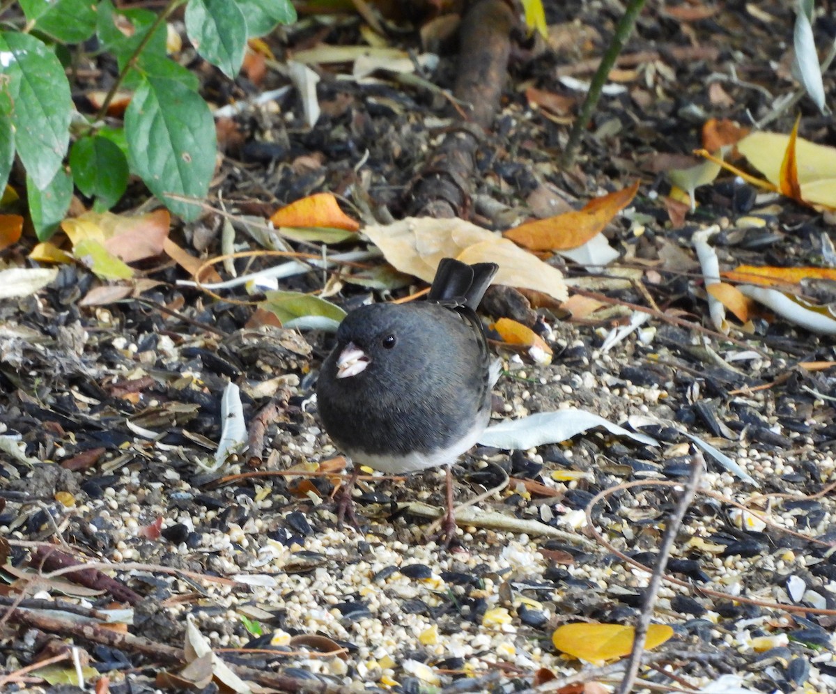 Dark-eyed Junco (Slate-colored) - ML644025359