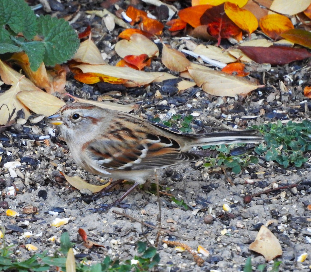 American Tree Sparrow - ML644025372