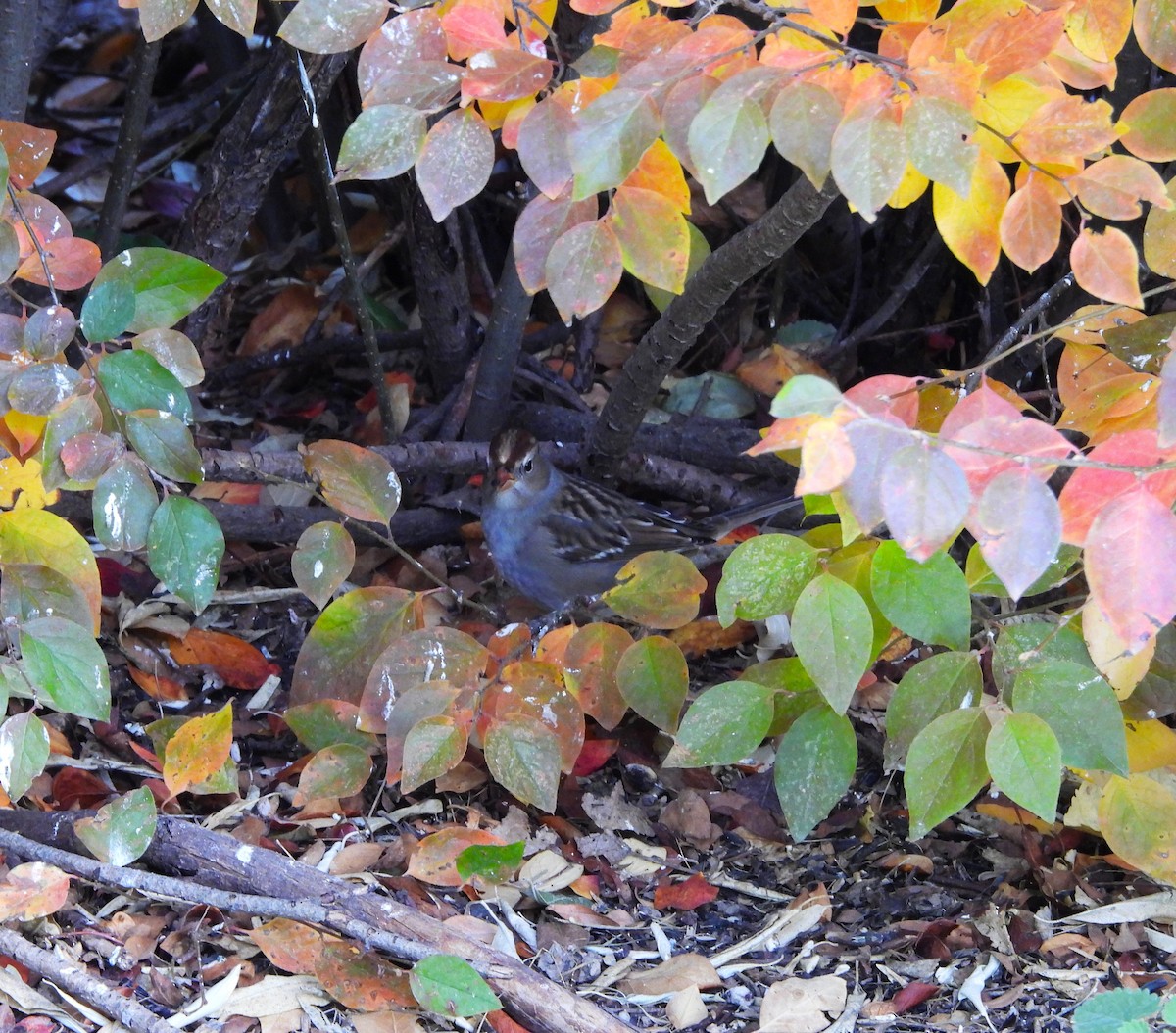 White-crowned Sparrow - ML644025374