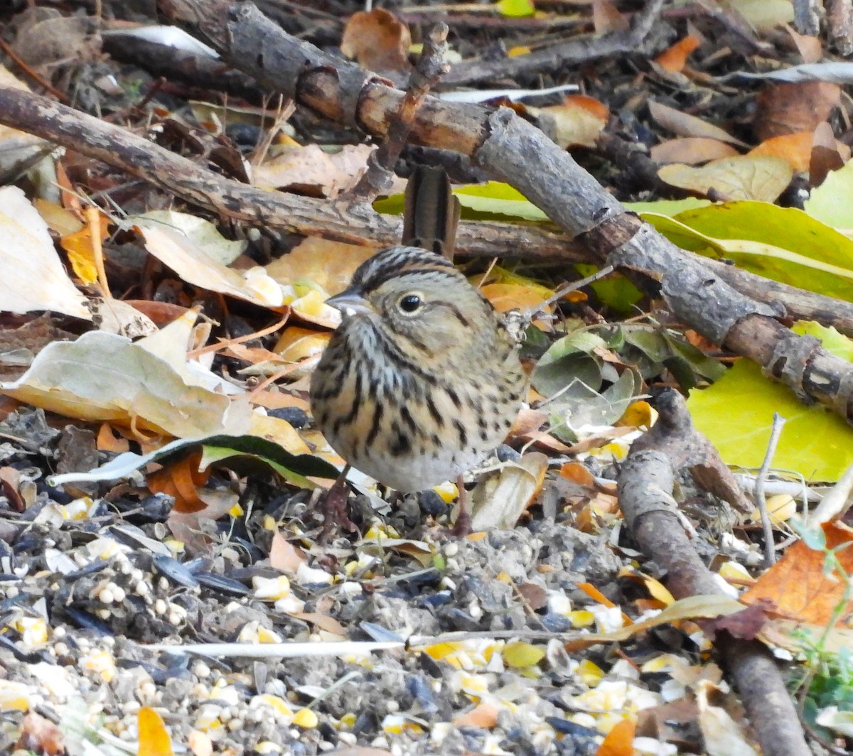 Lincoln's Sparrow - ML644025379
