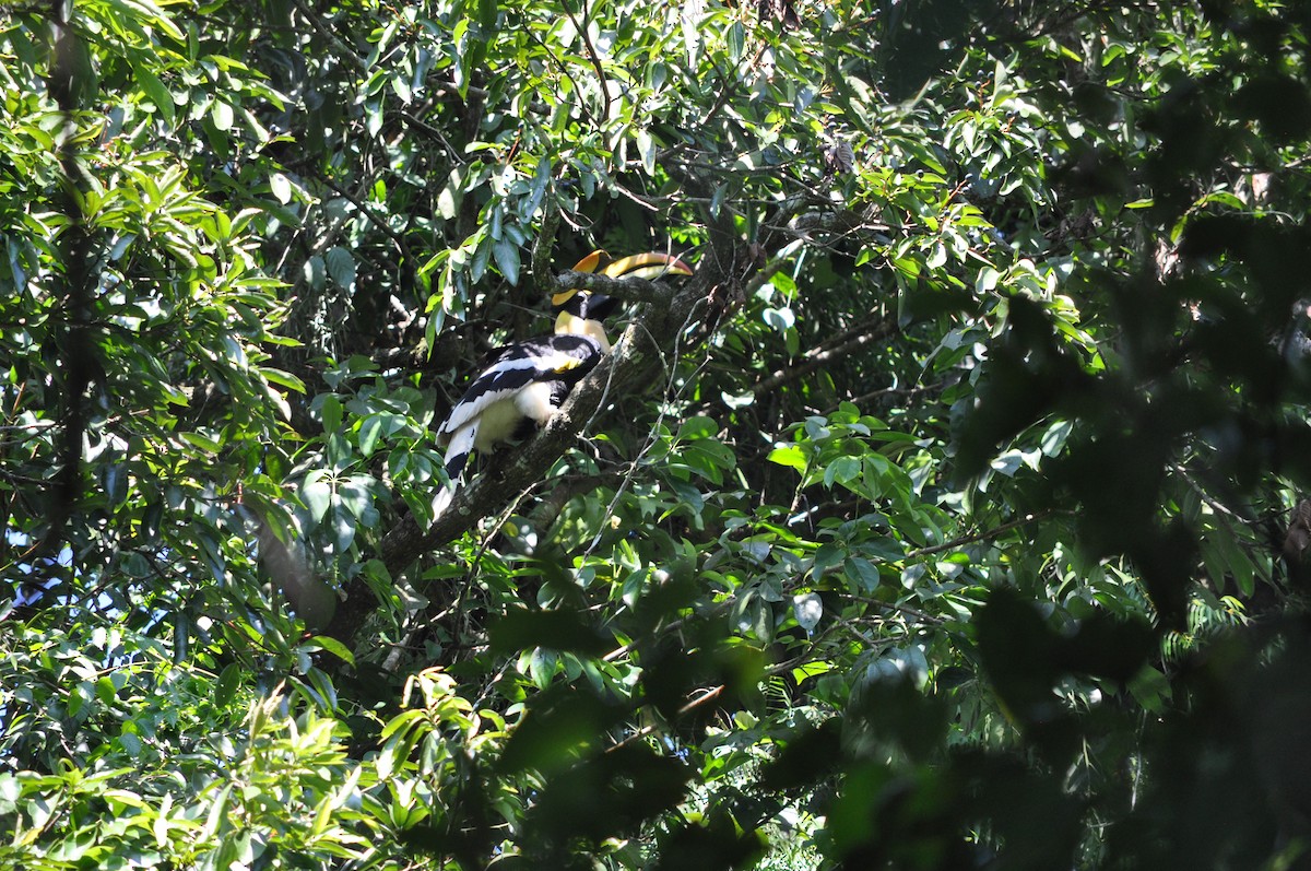Great Hornbill - ML644025382