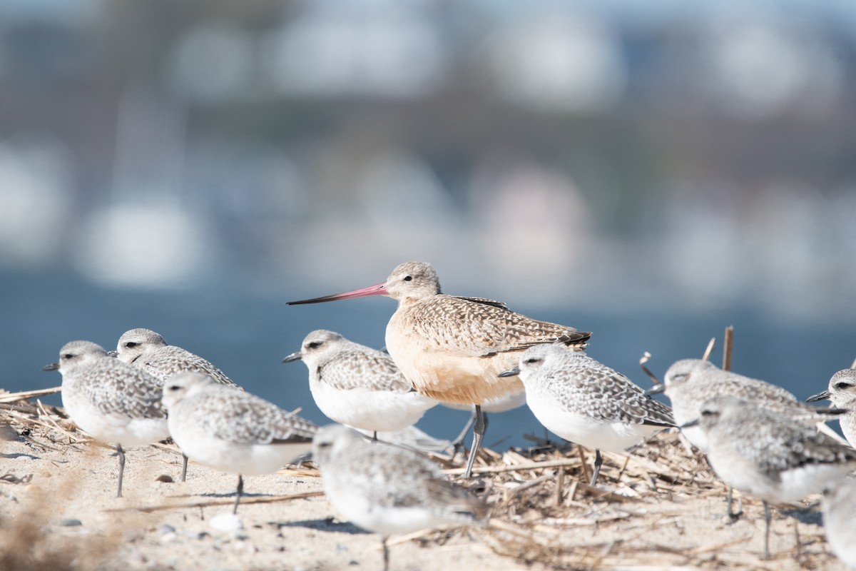 Marbled Godwit - ML644025383