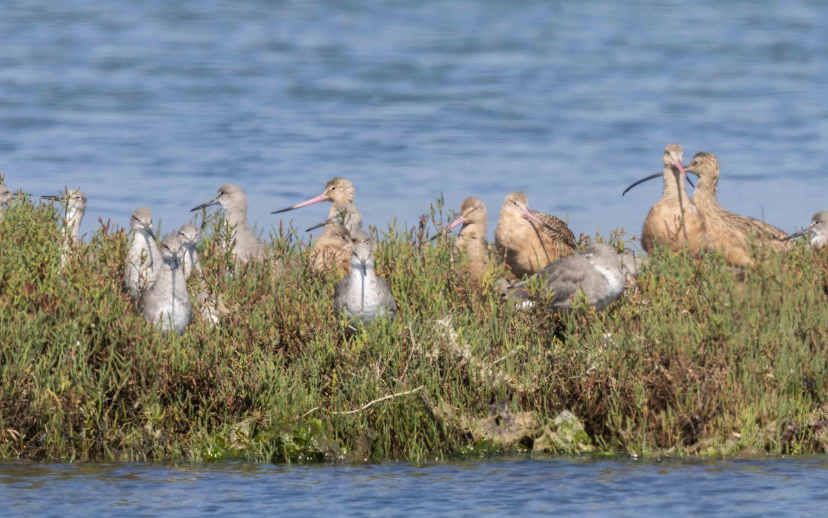 willetsnipe - ML644025388