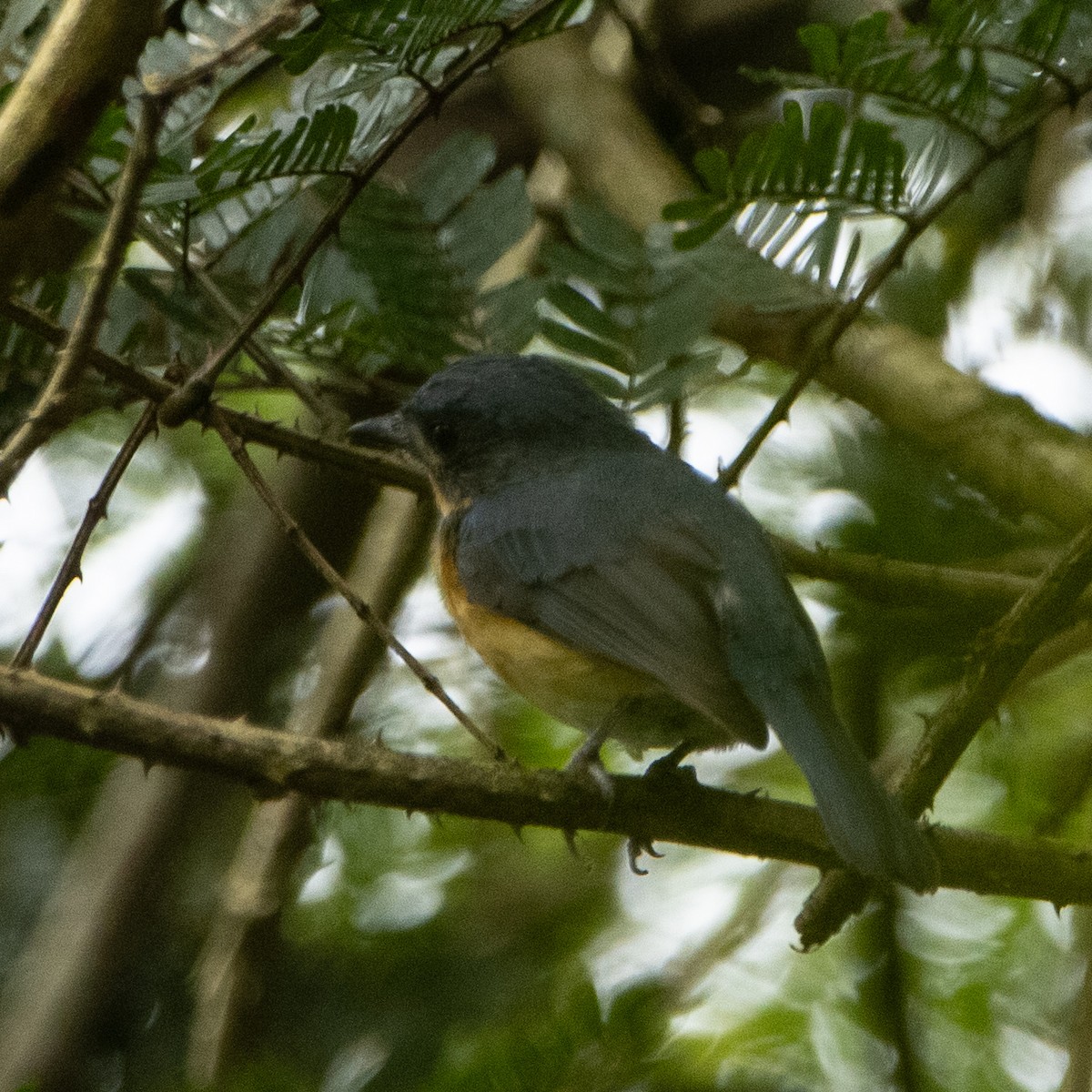 Tickell's Blue Flycatcher - ML644025391