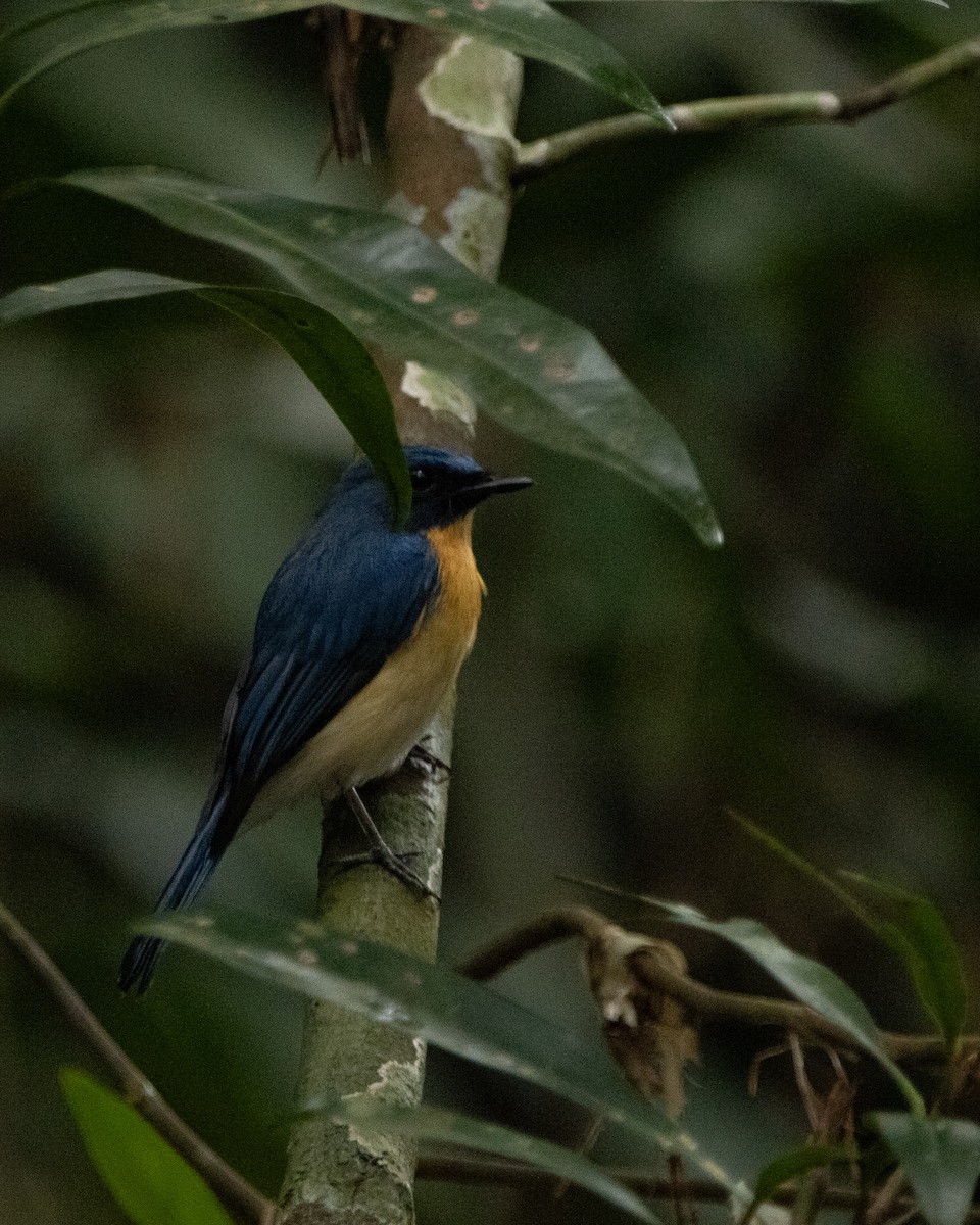 Tickell's Blue Flycatcher - ML644025392