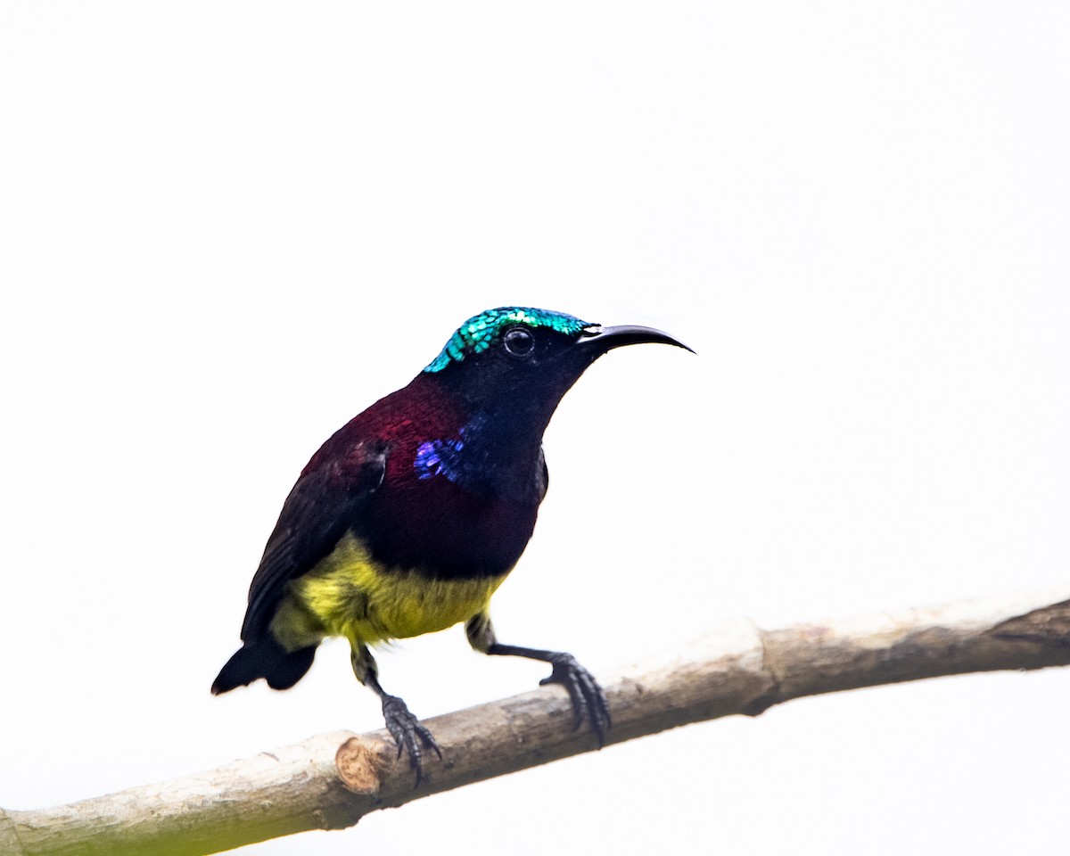Crimson-backed Sunbird - ML644025399