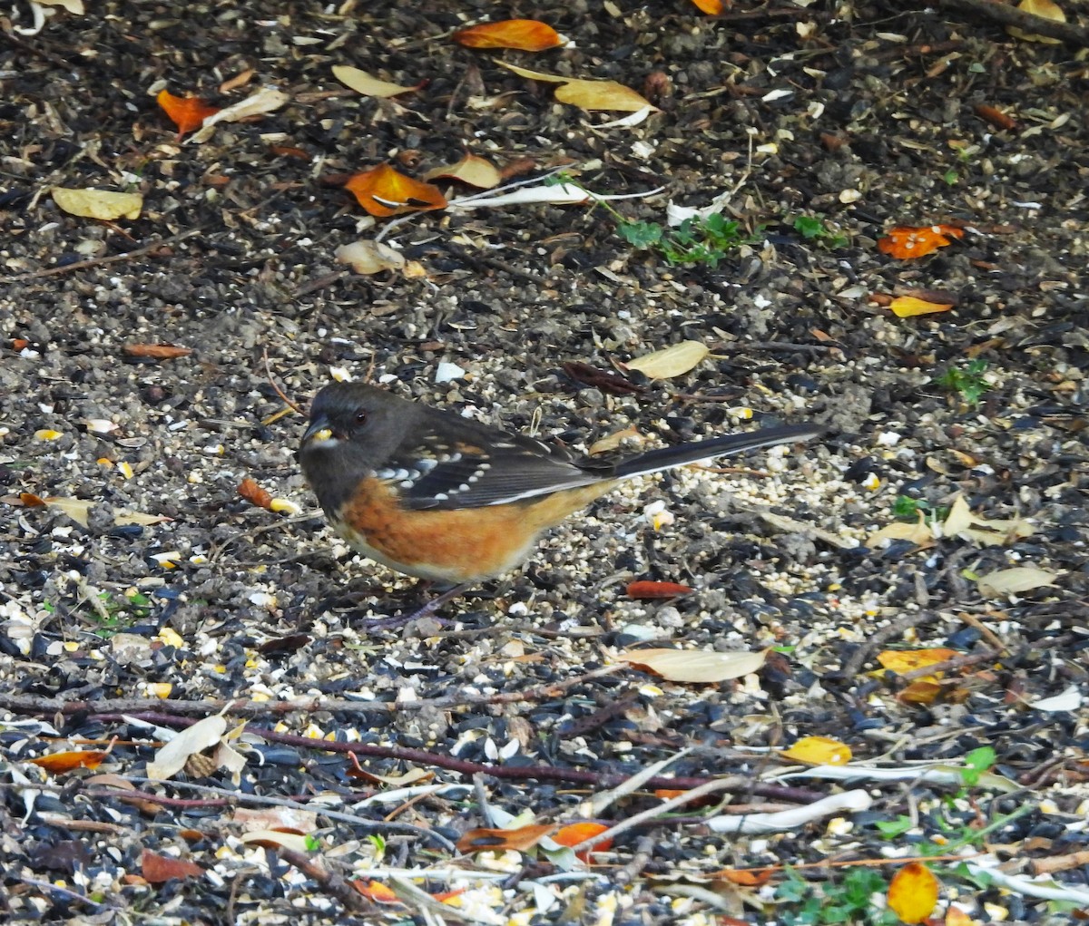 Spotted Towhee - ML644025404