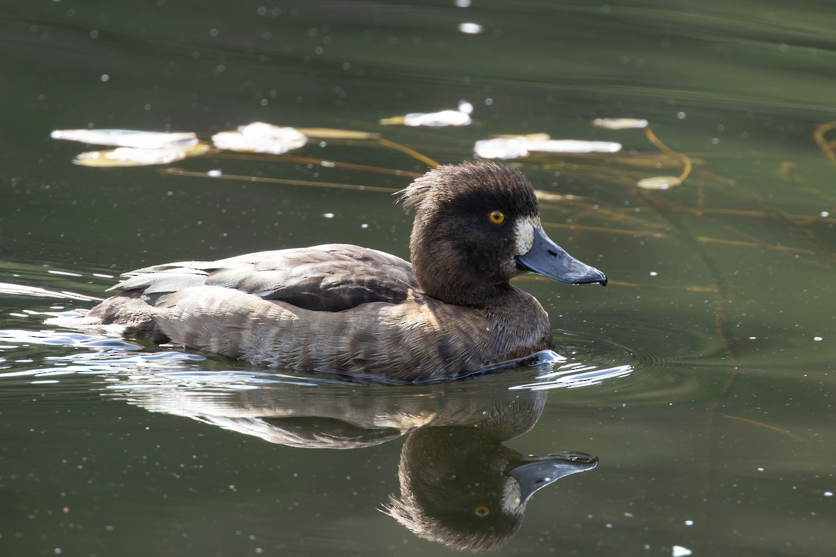 鳳頭潛鴨 - ML644025412