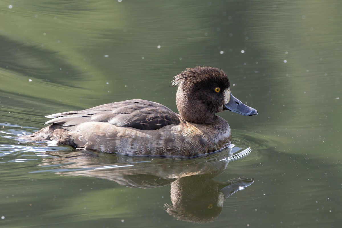 鳳頭潛鴨 - ML644025413
