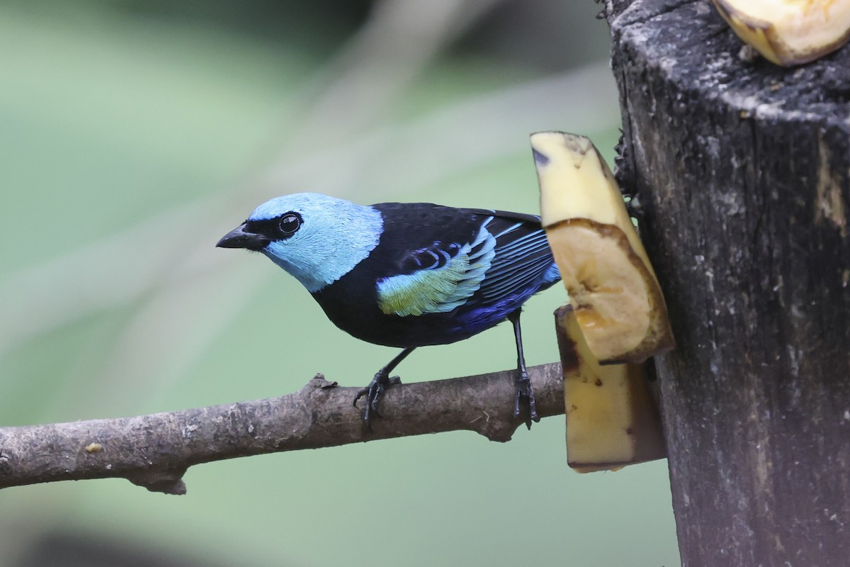 Blue-necked Tanager - ML644025417