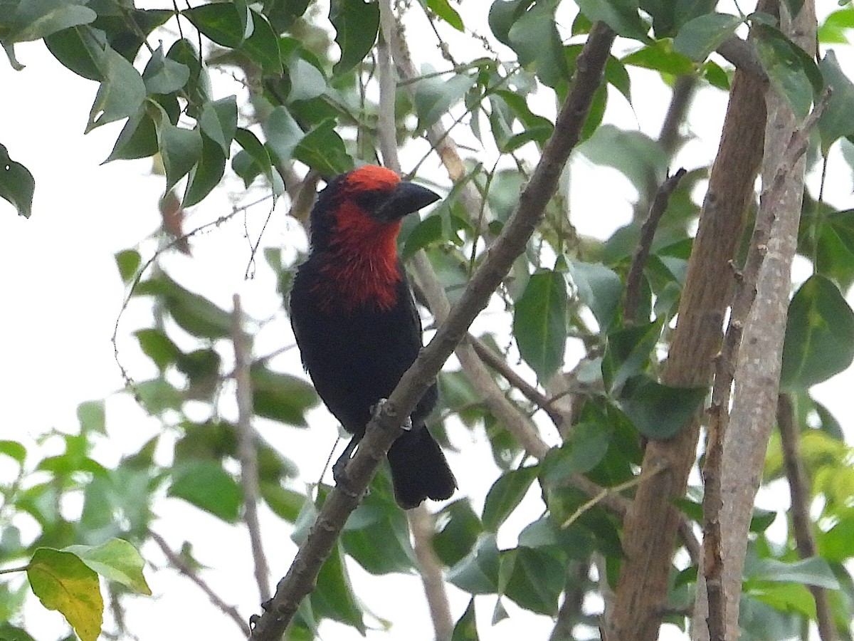 Черноклювая либия - ML644025418