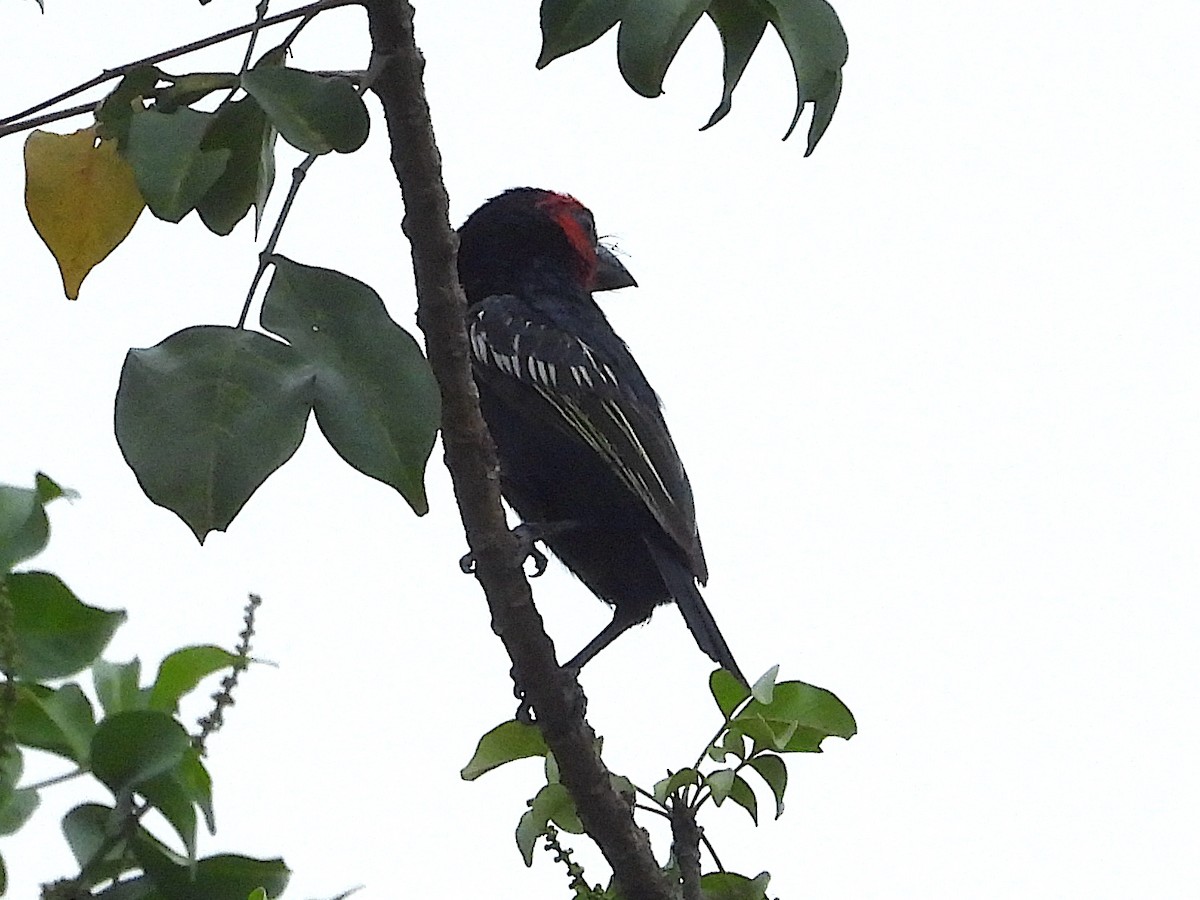 Черноклювая либия - ML644025419