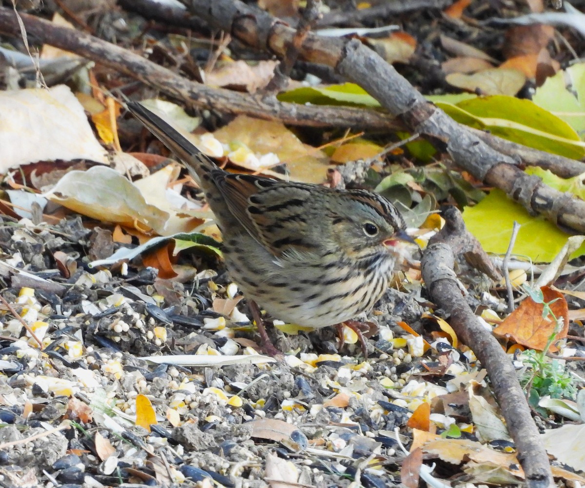 Lincoln's Sparrow - ML644025424