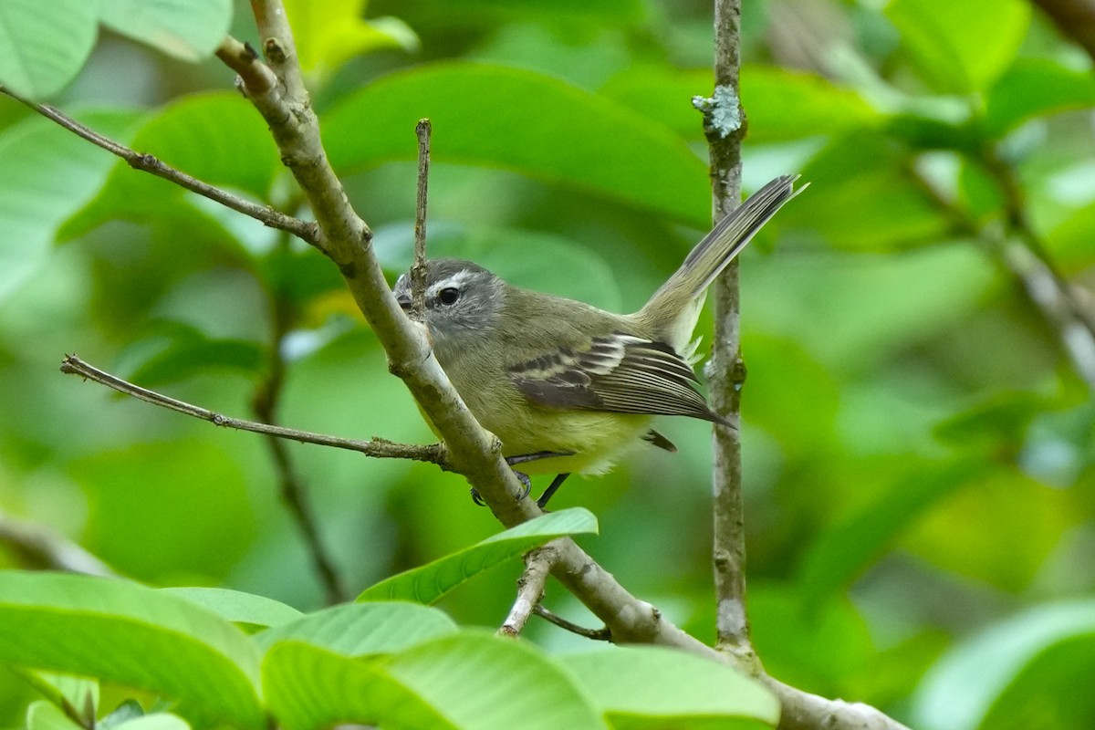 Planalto Tyrannulet - ML644025425