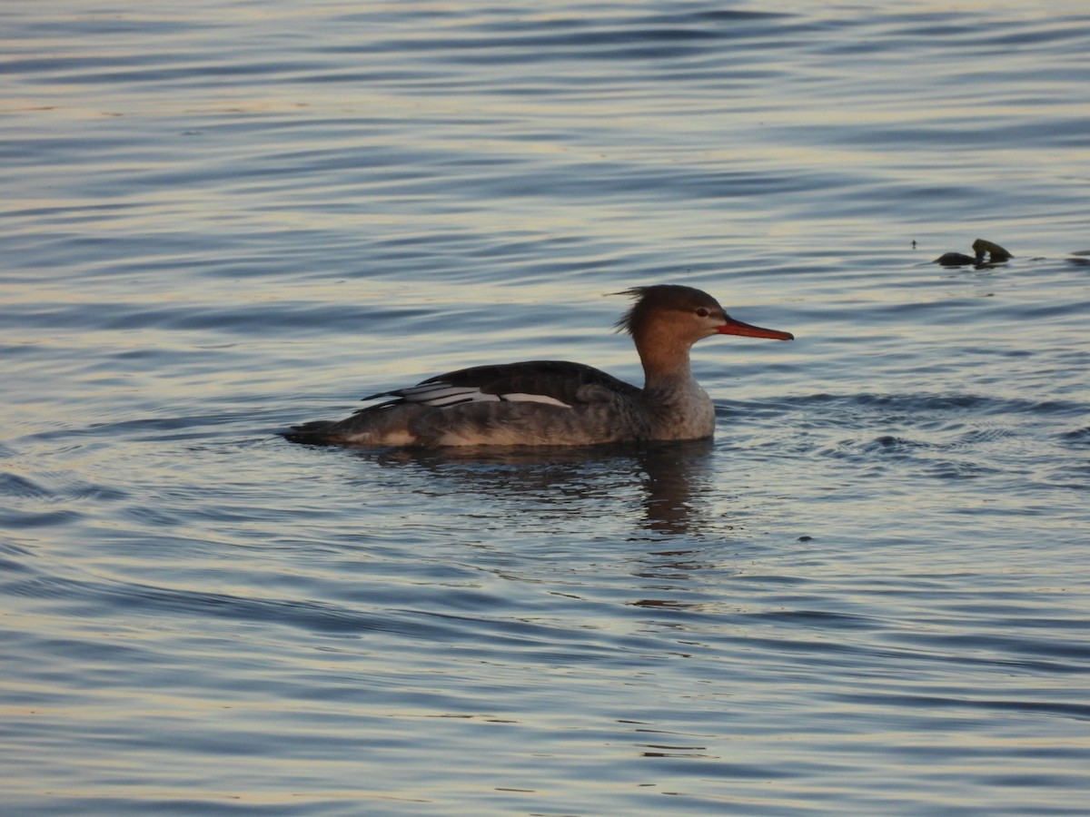 Сэвгэр бохио - ML644025431