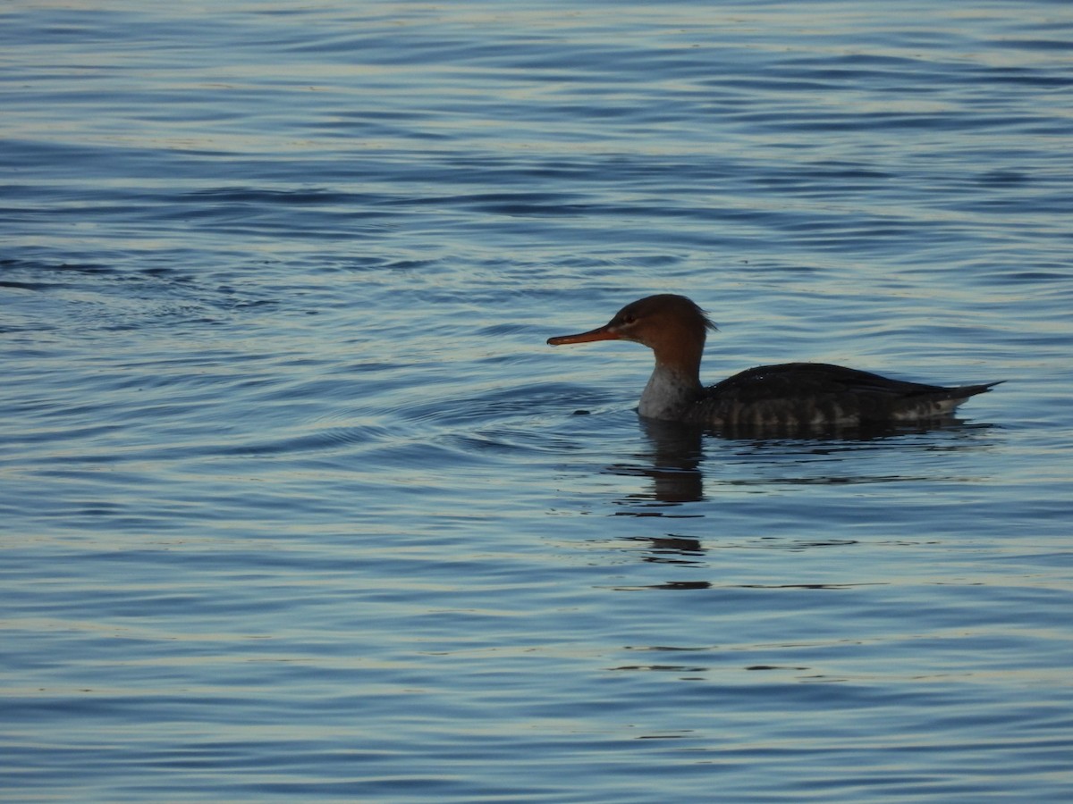 Сэвгэр бохио - ML644025432