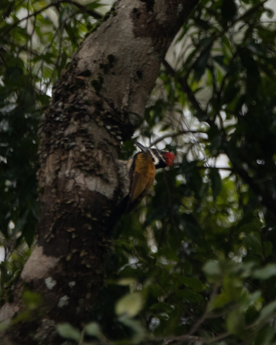 Black-rumped Flameback - ML644025451