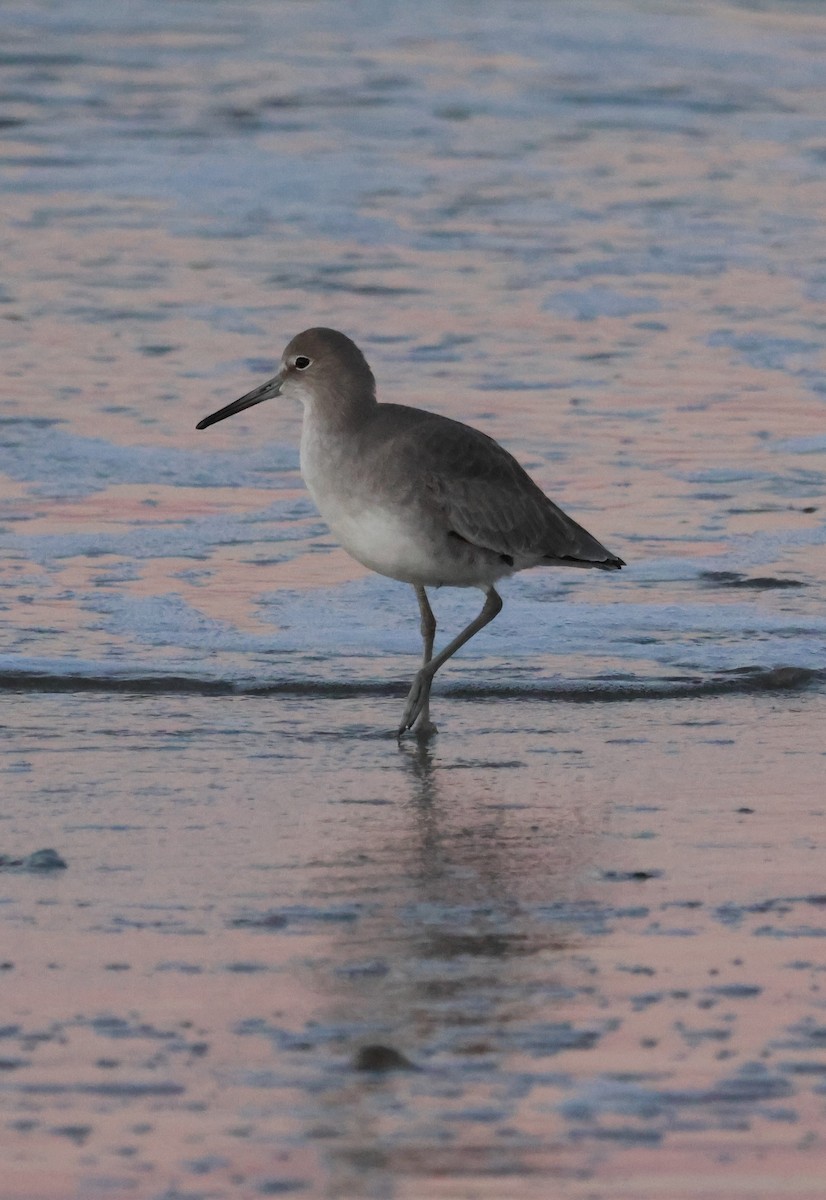 willetsnipe - ML644025456