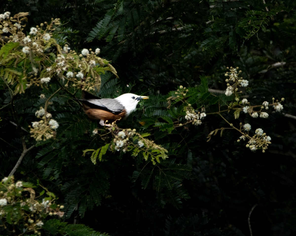 Malabar Starling - ML644025458