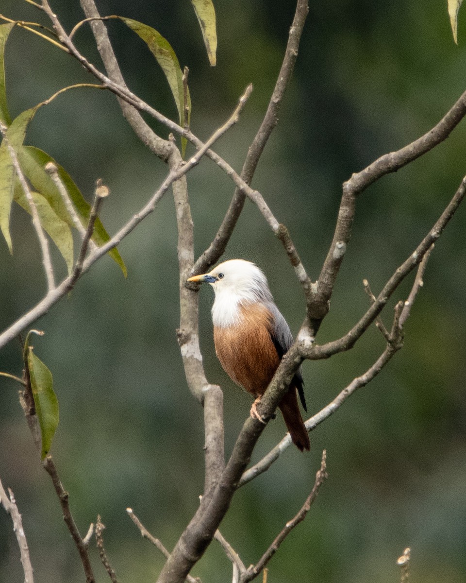 Malabar Starling - ML644025464