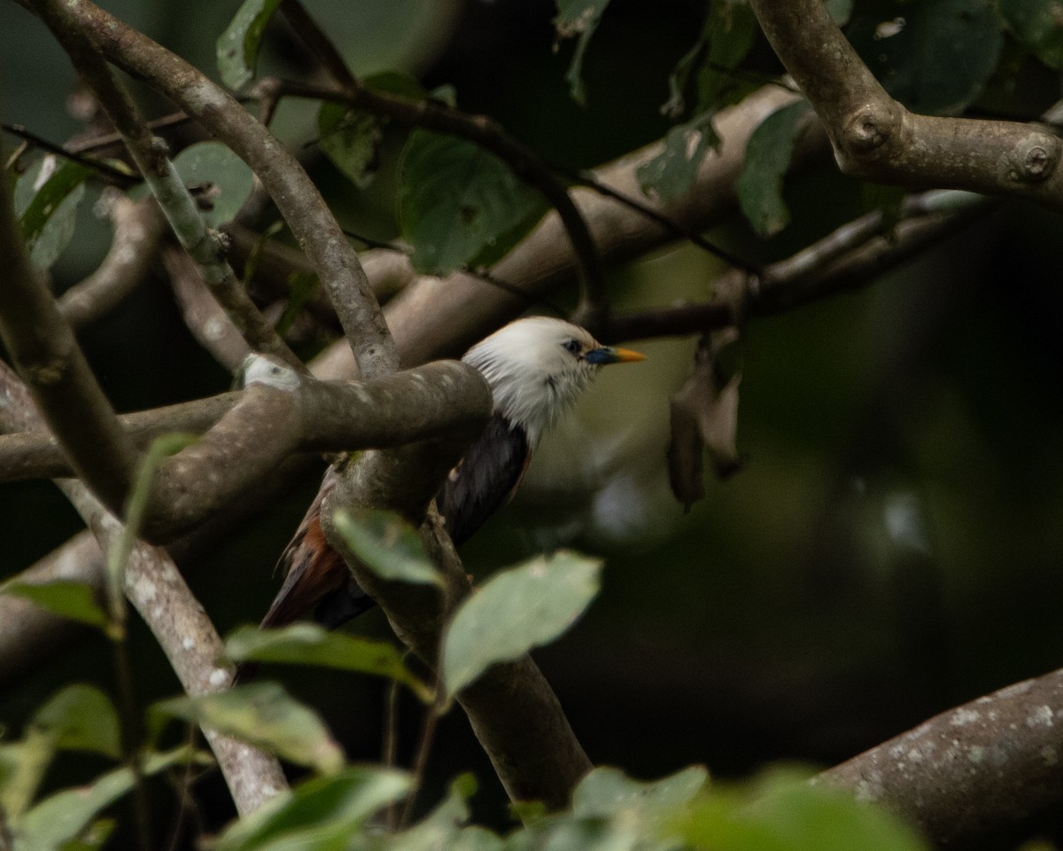 Malabar Starling - ML644025465