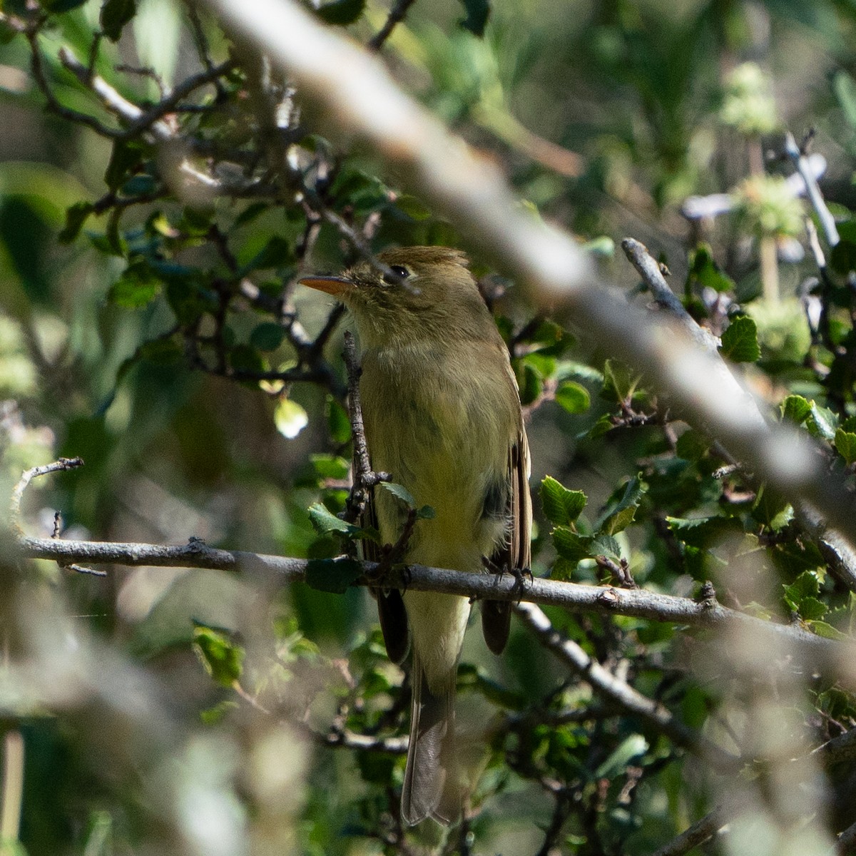 Western Flycatcher (Pacific-slope) - ML644025475