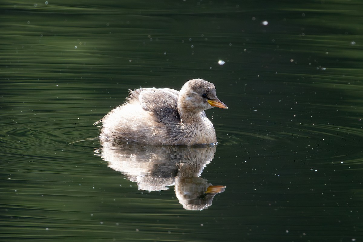 小鸊鷉 - ML644025480