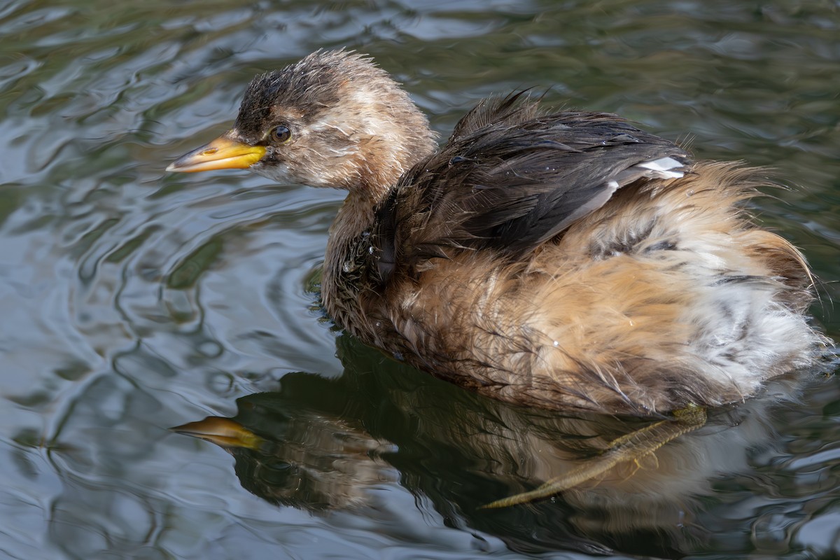 小鸊鷉 - ML644025505